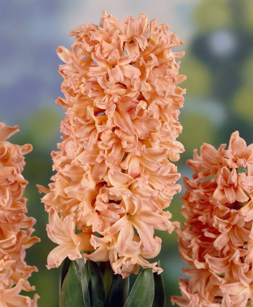 Hyacinthus orientalis 'Gipsy Queen'